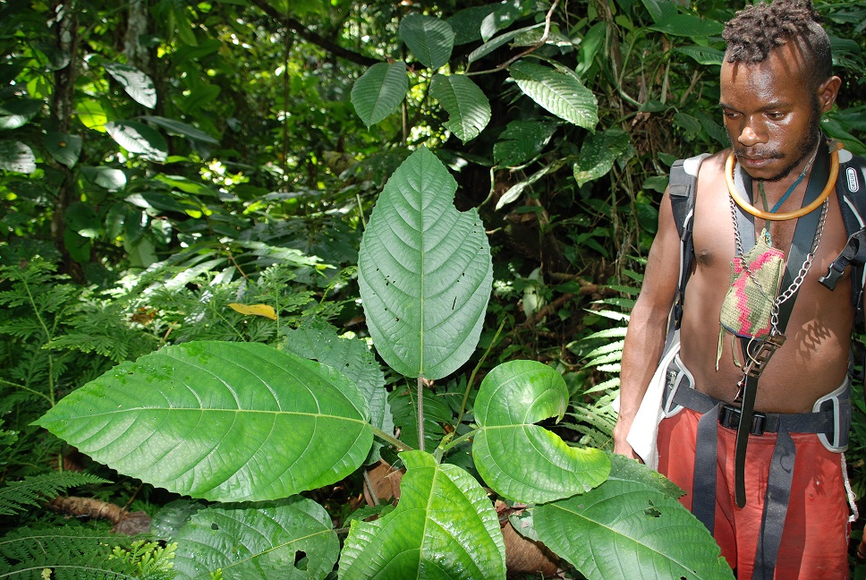 Deposit page image for the collection "Traditional Ecological Knowledge of the Meakambut, Papua New Guinea". Kaipas Yakalok with the stinging nettles.