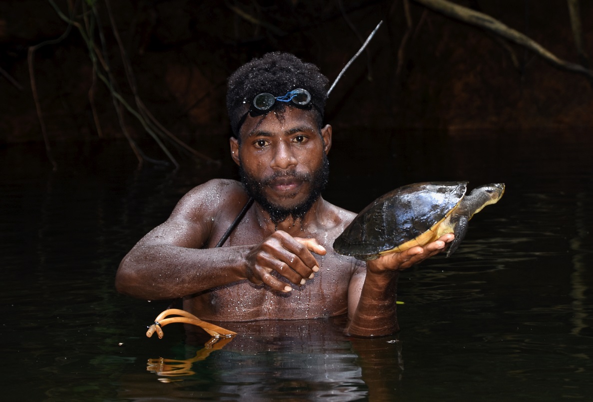 Deposit page image for the collection "Traditional Ecological Knowledge of the Awiakay , Papua New Guinea". Justin Pupi Aymakan, an Awiakay project team member, with Elseya schultzei, commonly known as 'Schultze's snapping turtle', a species endemic to northern New Guinea.